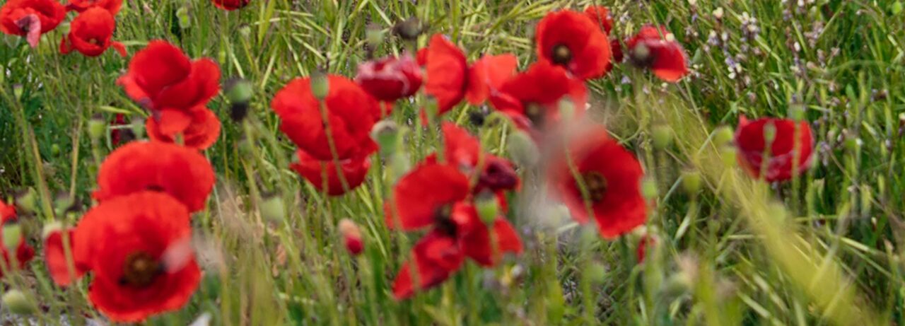 ARTISTAS SE UNEN A ‘FLORES POR PALESTINA’ EN EL ANIVERSARIO DE LA NAKBA